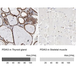 ERp57/PDIA3 Antibody, Novus Biologicals:Antibodies:Primary Antibodies